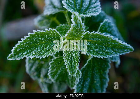 L'ortica pianta(Urtica dioica)è coperto di brina. Foto Stock