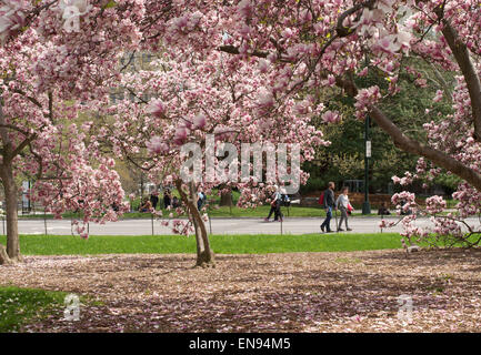 Giovane camminando sotto a fioritura primaverile di alberi di magnolia in Central Park, New York, Stati Uniti d'America Foto Stock