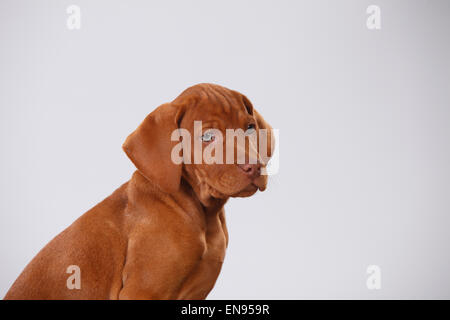 Ungherese di puntamento Short-Haired cane, cucciolo, 9 settimane|Kurzhaariger Ungarischer Vorstehhund, Welpe, 9 Wochen Foto Stock