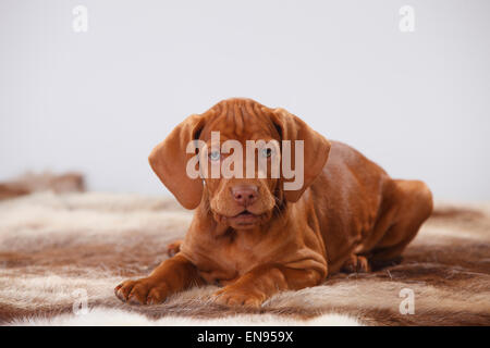 Ungherese di puntamento Short-Haired cane, cucciolo, 9 settimane|Kurzhaariger Ungarischer Vorstehhund, Welpe, 9 Wochen Foto Stock