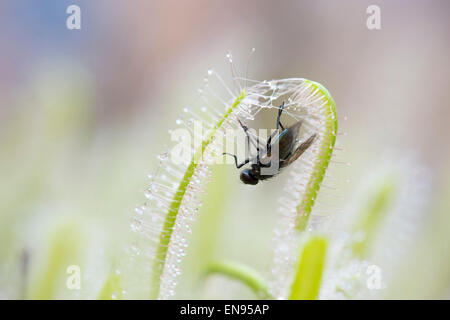 Drosera Capensis Albino. Fly intrappolato in Cape sundew tentacoli appiccicosi sulle foglie Foto Stock