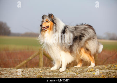 Collie ruvida, cane maschio, blu-merle, 4 anni|Schottischer Schaeferhund, Ruede, blu-merle, 4 Jahre Foto Stock