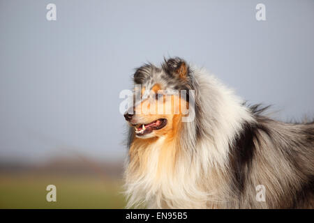 Collie ruvida, cane maschio, blu-merle, 4 anni|Schottischer Schaeferhund, Ruede, blu-merle, 4 Jahre Foto Stock