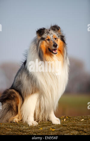 Collie ruvida, cane maschio, blu-merle, 4 anni|Schottischer Schaeferhund, Ruede, blu-merle, 4 Jahre Foto Stock