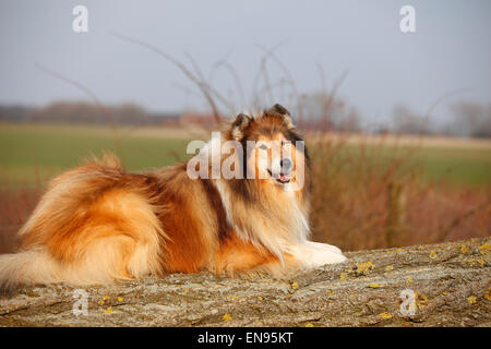 Collie ruvida, cane maschio, sable-bianco, 8 anni|Schottischer Schaeferhund, Ruede, sable-bianco, 8 Jahre alt, alter Hund Foto Stock