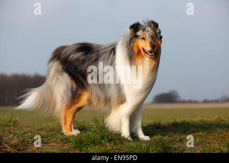 Collie ruvida, cane maschio, blu-merle, 4 anni|Schottischer Schaeferhund, Ruede, blu-merle, 4 Jahre Foto Stock