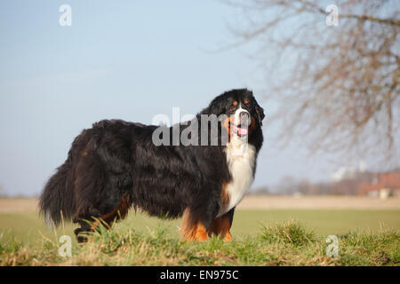 Oberland Moutain cane, cane maschio, 9 anni|Berner Sennenhund, Ruede, 9 Jahre alt, alter Hund Foto Stock