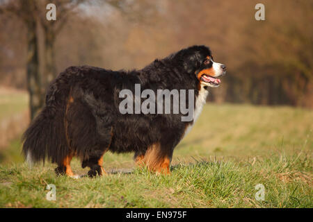 Oberland Moutain cane, cane maschio, 9 anni|Berner Sennenhund, Ruede, 9 Jahre alt, alter Hund Foto Stock