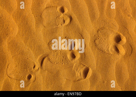 Camel via. Dune di sabbia, Erg Chegaga. Deserto del Sahara. Il Marocco. L'Africa. Foto Stock