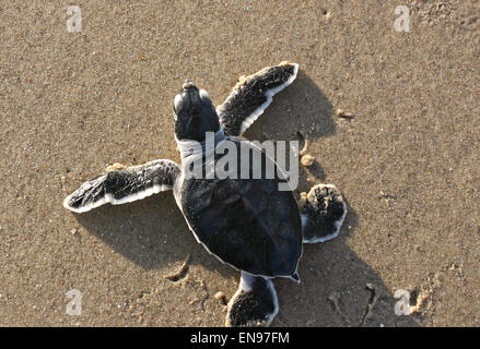 Un Kemp's Ridley sea turtle hatchling teste al Golfo del Messico a Padre Island National Seashore, Texas. Foto Stock