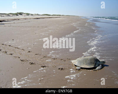 Un Kemp's Ridley sea turtle capi indietro verso il Golfo del Messico dopo la deposizione delle uova sul Padre Island National Seashore, Texas. Foto Stock