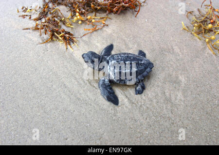 Un Kemp's Ridley sea turtle hatchling teste al Golfo del Messico a Padre Island National Seashore, Texas. Foto Stock