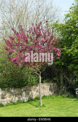 Crab Apple Tree Malus Royalty Crimson-Purple con fiore in fiore in Dearne Valley vicino a Barnsley South Yorkshire England Regno Foto Stock