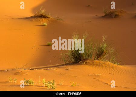 Dune di sabbia, Erg Chegaga. Deserto del Sahara. Il Marocco. L'Africa.