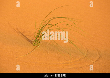 Dune di sabbia, Erg Chegaga. Deserto del Sahara. Il Marocco. L'Africa.