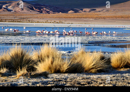 Laguna Hedionda, lago salino in né Lípez provincia, dipartimento di Potosí in Bolivia Foto Stock