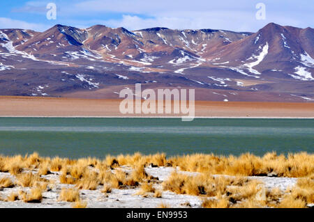 Laguna Hedionda, lago salino in né Lípez provincia, dipartimento di Potosí in Bolivia. Foto Stock