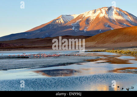 Laguna Hedionda è un lago salino in né Lípez provincia, dipartimento di Potosí in Bolivia Foto Stock