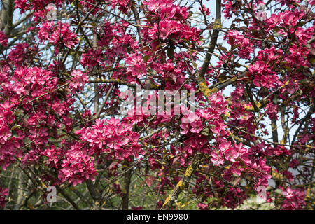 Crab Apple Tree Malus Royalty Crimson-Purple con fiore in fiore in Dearne Valley vicino a Barnsley South Yorkshire England Regno Foto Stock