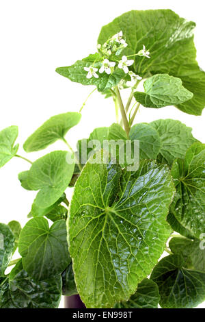 Wasabi fresche foglie con fiori su uno sfondo luminoso Foto Stock