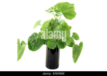 Il verde wasabi foglie con fiori su uno sfondo luminoso Foto Stock