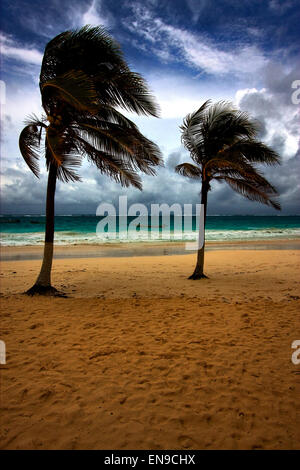 Spiaggia di alghe e costa in playa paradiso messico Foto Stock