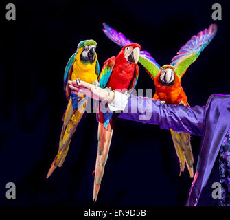 Tre Macaws seduto sull'uomo del braccio Foto Stock