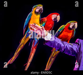 Tre Macaws seduto sull'uomo del braccio Foto Stock