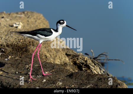 Nero a collo stilt, don edwards nwr, CA, Stati Uniti d'America Foto Stock