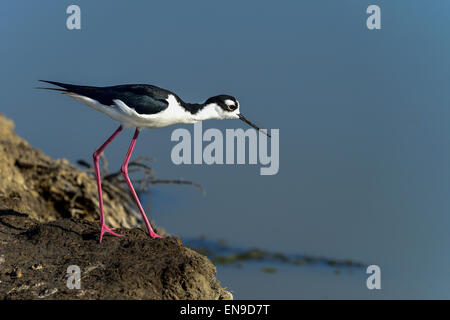 Nero a collo stilt, don edwards nwr, CA, Stati Uniti d'America Foto Stock