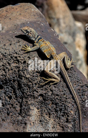 Grande bacino di lucertola a collare, crotaphytus bicinctores, Death Valley, CA, Stati Uniti d'America Foto Stock