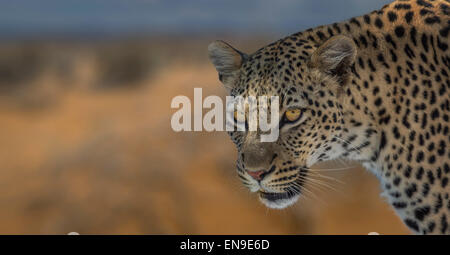 Ritratto di Leopard, il Parco Nazionale di Etosha,Namibia, Africa Foto Stock