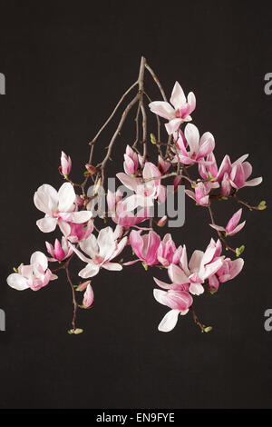 La magnolia, molla fiore rosa branch su nero Foto Stock