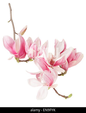 Magnolia, spring pink ramo di fiori e boccioli Foto Stock
