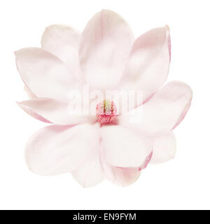 Magnolia fiore rosa su bianco Foto Stock