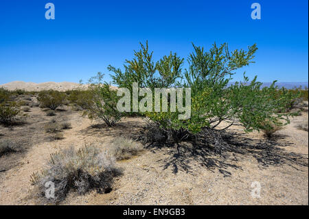 Il creosoto bush, Deserto Mojave, California Foto Stock