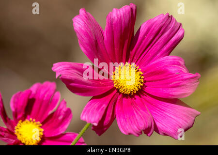 Aprire completamente il magenta cosmos bipinnatus (Dazzler) a fioritura primaverile sotto la luce del sole (close-up foto) Foto Stock