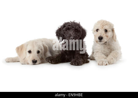 Due bianchi e un cucciolo nero su sfondo bianco Foto Stock