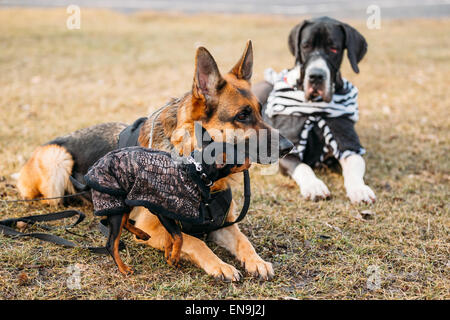 Marrone Sheepdog tedesco e Nero Pinscher in miniatura insieme dei rulli di estrazione su erba secca. Autunno Foto Stock