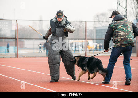 GOMEL, Bielorussia - Febbraio 21, 2014: pastore tedesco addestramento del cane nella regione di Gomel sports club e decorativo di cane allevamento. Bitt Foto Stock