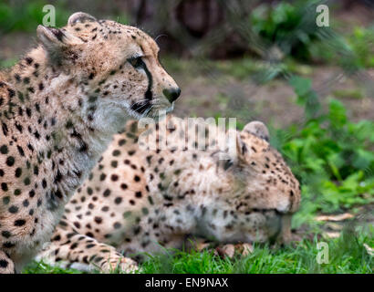 Port Lympne, Kent, Regno Unito. Il 30 aprile, 2015. 2 ghepardi godere la bella giornata di primavera a Port Lympne Wild Animal Park nel Kent. Credito: darren Attersley/Alamy Live News Foto Stock