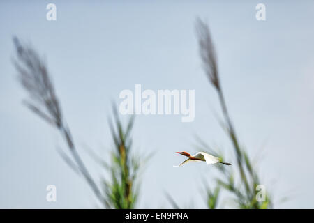 Nakhon Sawan, Thailandia. 30 apr, 2015. Un Airone guardabuoi (Bubulcus ibis) posiziona il puntatore del mouse sopra un'isola Bueng Boraphet, una palude di acqua dolce e il lago in Nakhon Sawan, Tailandia centrale, Aprile 30, 2015. Copre un area di 212.38 chilometri quadrati, Bueng Boraphet ospita quasi 200 specie animali e vegetali. Il lago è una destinazione per la migrazione di uccelli tra settembre e marzo. © Li Mangmang/Xinhua/Alamy Live News Foto Stock