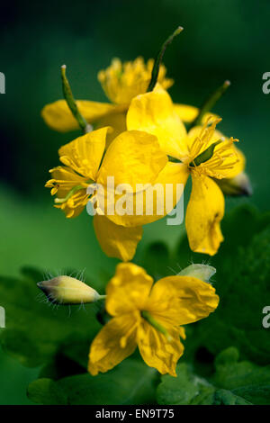 Maggiore celandine Chelidonium majus Foto Stock