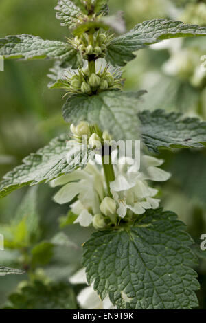 Morti Bianche di ortica, Lamium album in fiore Foto Stock