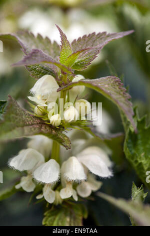 Morti Bianche di ortica, Lamium album in fiore Foto Stock