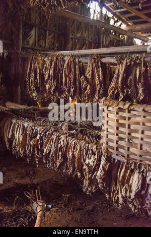 Cuba alta Valle Vinales smallholding farm essiccazione del tabacco sparso fienile lascia appeso su pali pianale al tetto Foto Stock