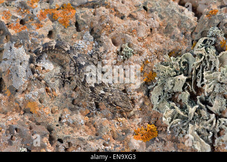 Isole Canarie Fuerteventura Canarie Est Geco Tarentola angustimentalis Foto Stock