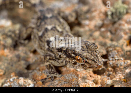 Isole Canarie Fuerteventura Canarie Est Geco Tarentola angustimentalis Foto Stock