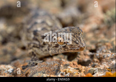 Isole Canarie Fuerteventura Canarie Est Gecko Foto Stock