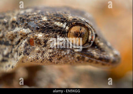 Isole Canarie Fuerteventura, occhio di Oriente Gecko Canarie Foto Stock